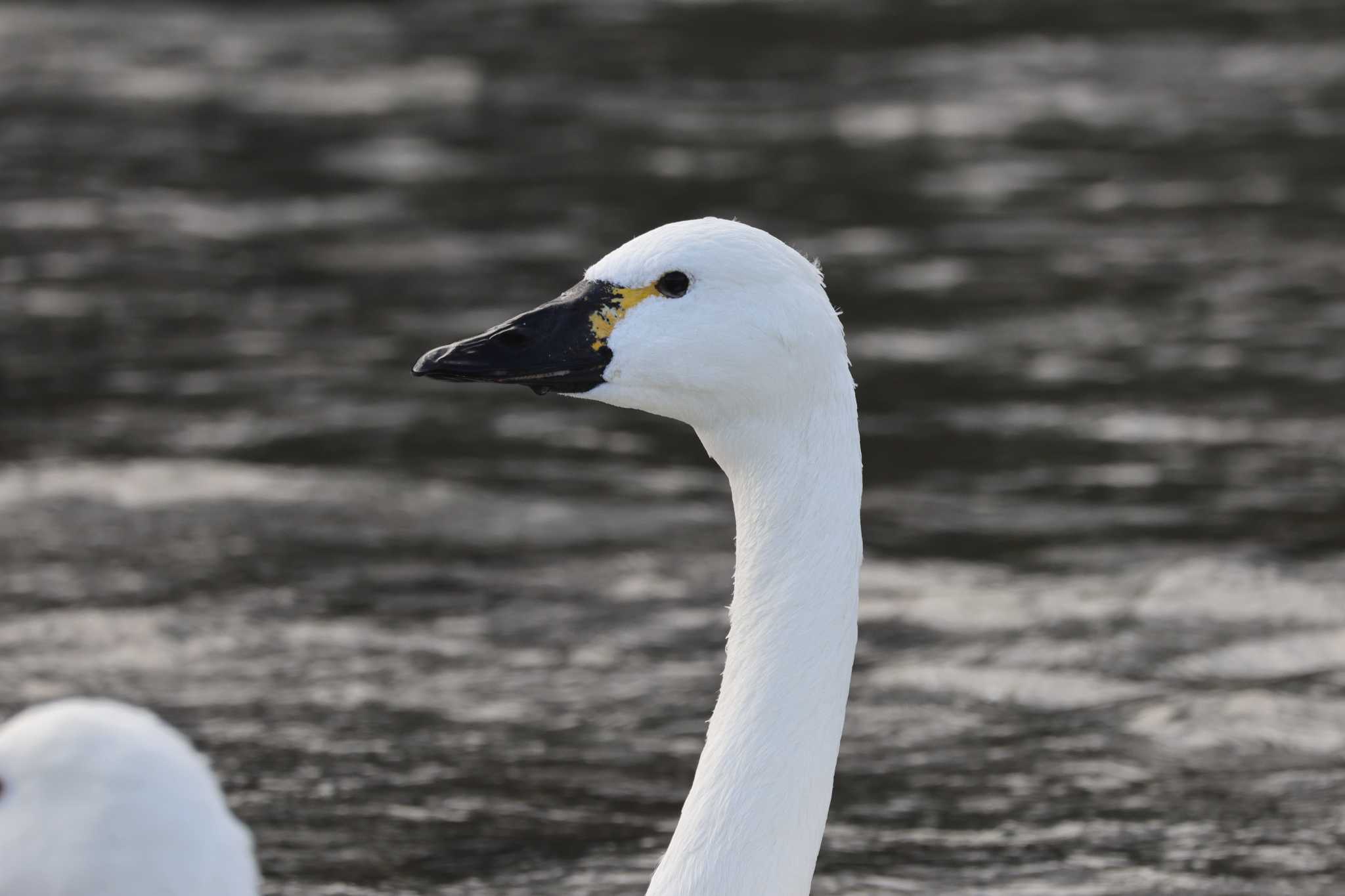 Tundra Swan(columbianus)