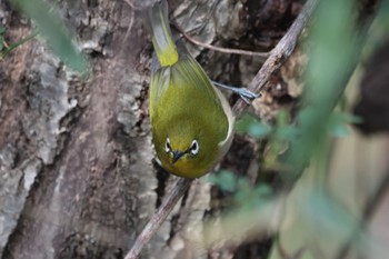 Warbling White-eye 馬見丘陵公園 Wed, 1/3/2024