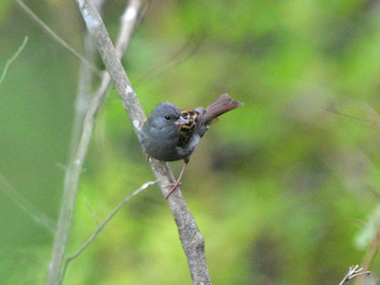 Grey Bunting 神奈川01 Sun, 10/28/2018