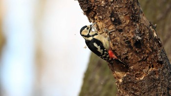 Great Spotted Woodpecker 秋ヶ瀬公園 こどもの森 Mon, 12/25/2023