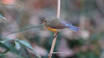 ルリビタキ 秋ヶ瀬公園 こどもの森 2023年12月25日(月)