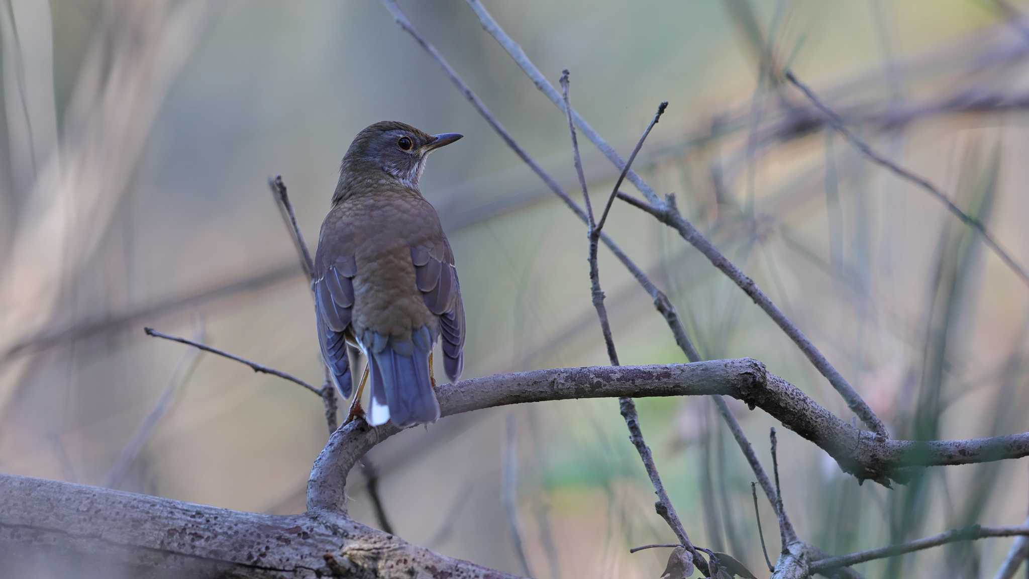 Photo of Pale Thrush at Akigase Park by iowa najma