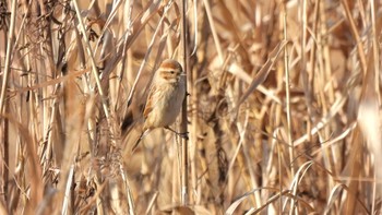 Common Reed Bunting 平城宮跡 Thu, 12/28/2023