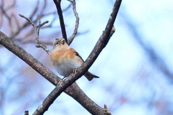 Brambling Saitama Prefecture Forest Park Tue, 1/2/2024