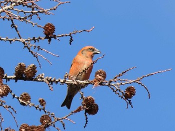 Red Crossbill Unknown Spots Unknown Date