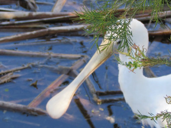 Yellow-billed Spoonbill