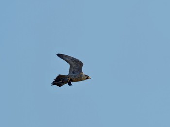 Peregrine Falcon 高槻市 Tue, 12/26/2023