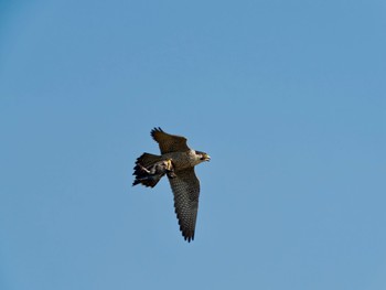 Peregrine Falcon 高槻市 Tue, 12/26/2023