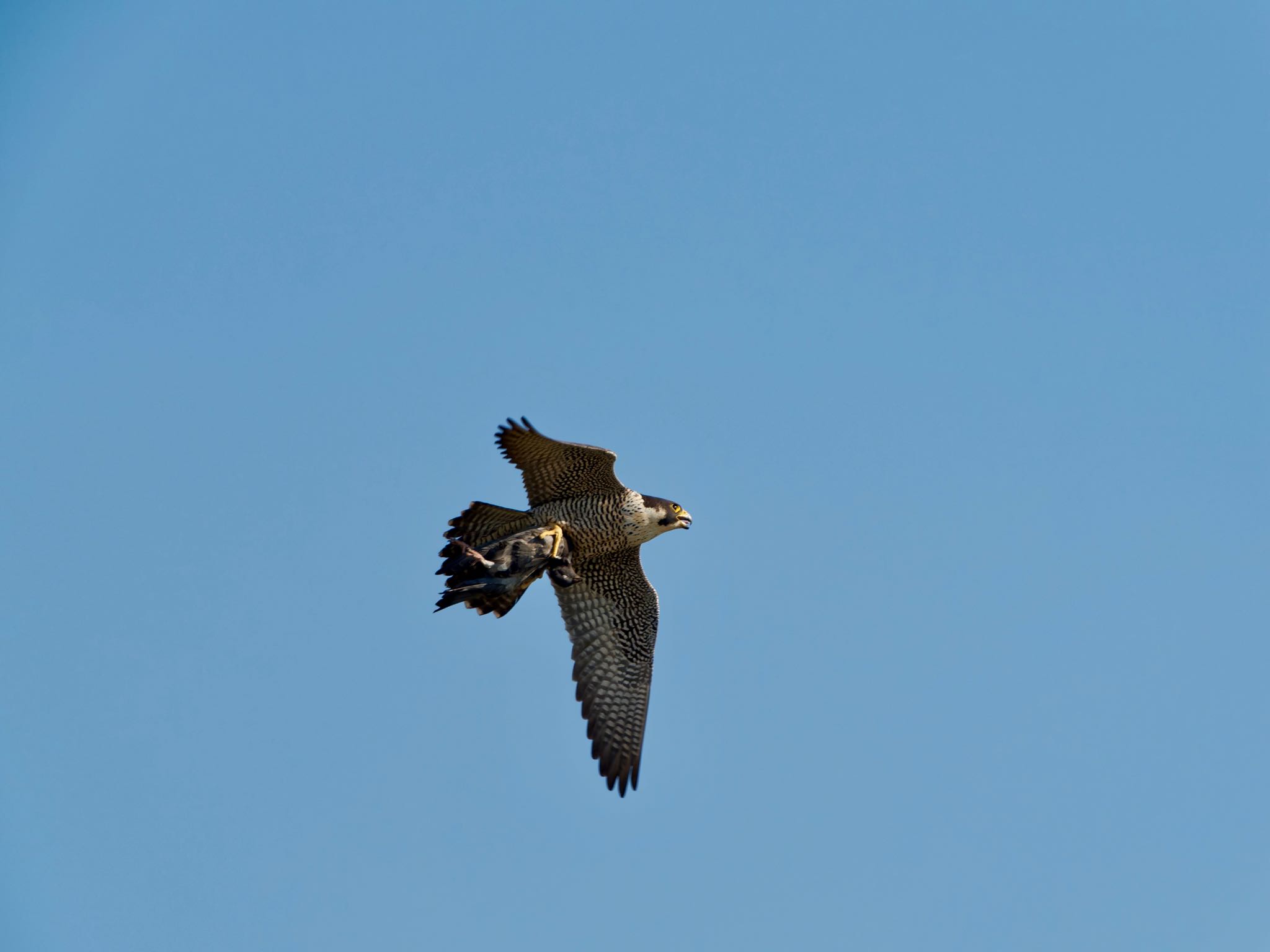 Photo of Peregrine Falcon at 高槻市 by speedgame