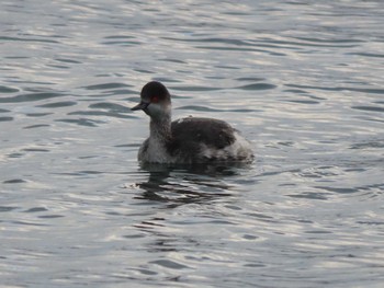 Thu, 12/28/2023 Birding report at 波崎漁港