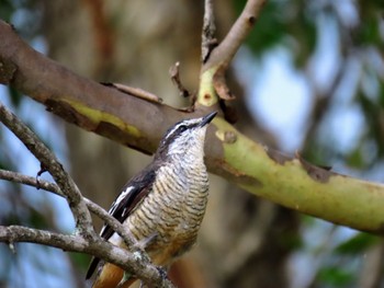 Varied Triller Sandy Camp, Wynnum West, QLD, Australia Sat, 12/30/2023