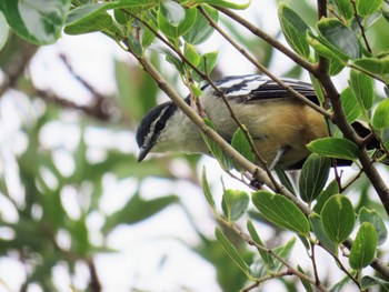 Varied Triller Sandy Camp, Wynnum West, QLD, Australia Sat, 12/30/2023