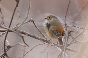 Daurian Redstart 武庫川 Fri, 12/29/2023