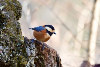 Varied Tit Saitama Prefecture Forest Park Tue, 1/2/2024