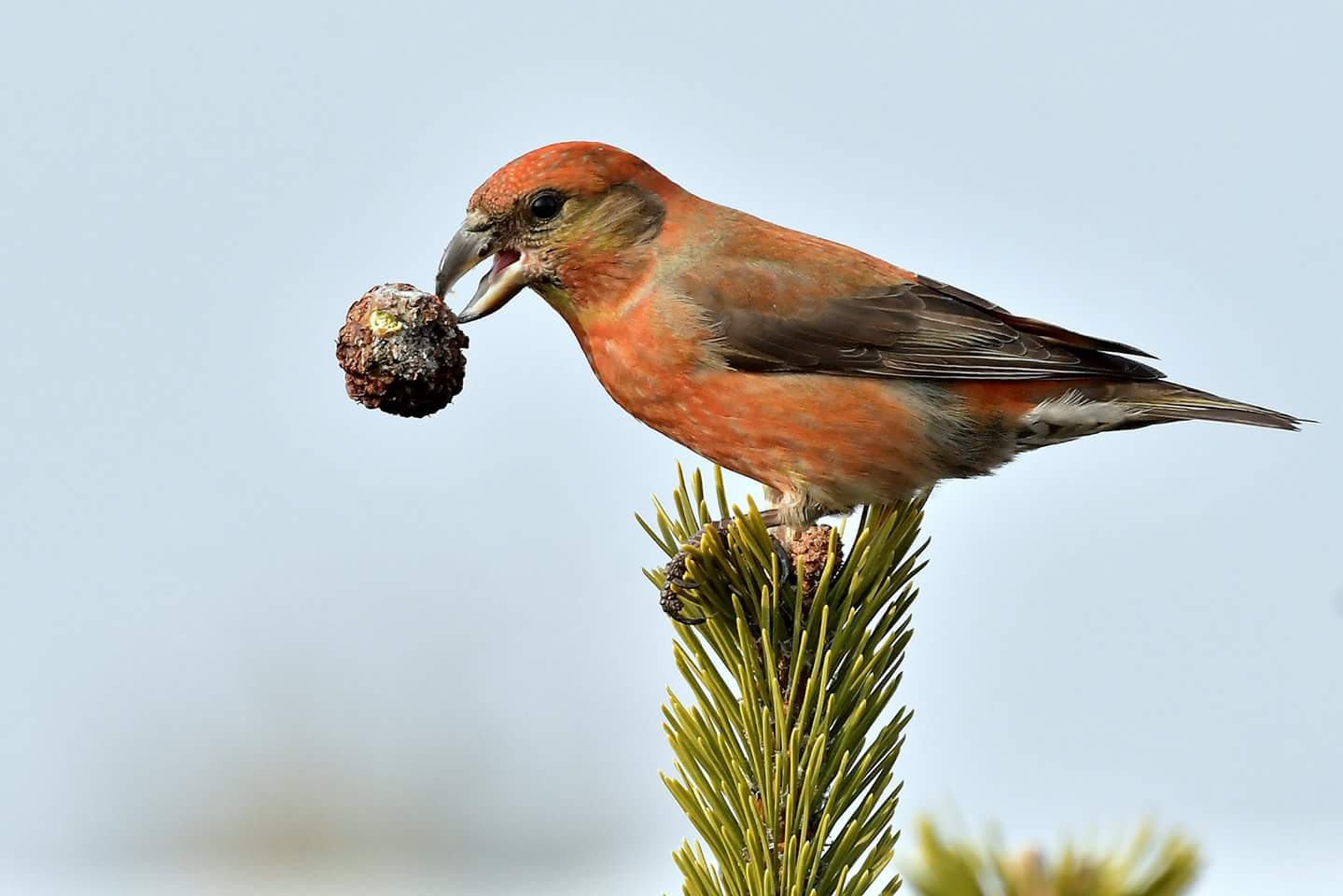 Photo of Red Crossbill at 北海道 by Markee Norman