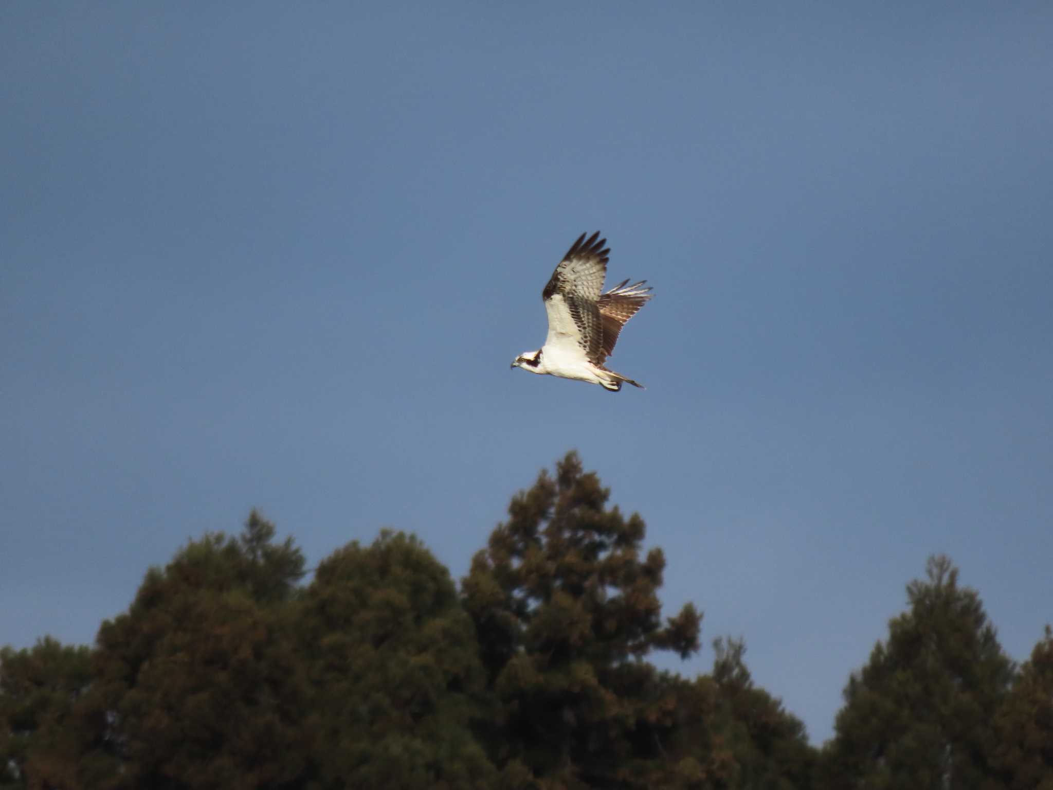 Osprey