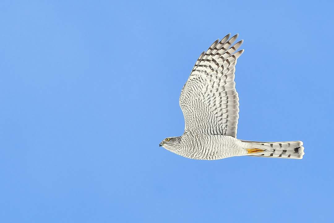 Eurasian Sparrowhawk