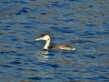 Great Crested Grebe 淀川河川公園 Thu, 1/4/2024