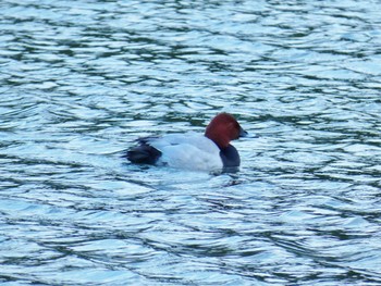 Common Pochard 淀川河川公園 Thu, 1/4/2024