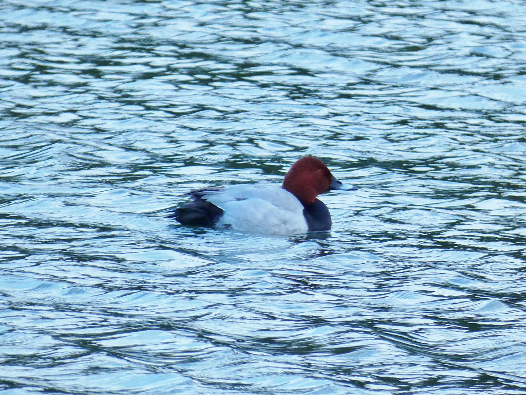 Common Pochard