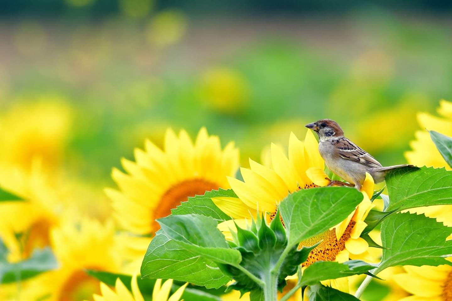 Eurasian Tree Sparrow