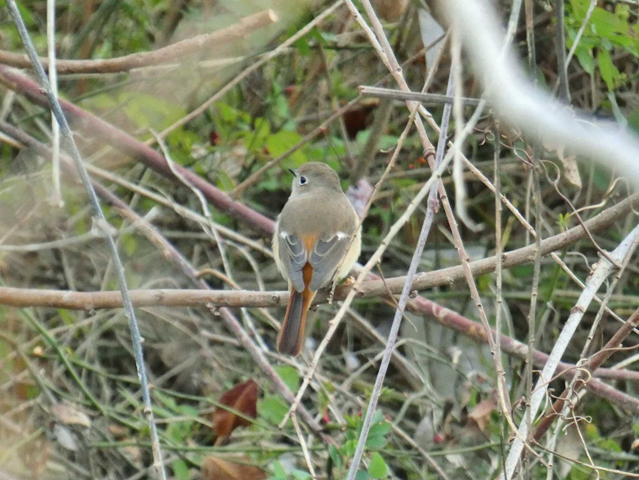 Daurian Redstart