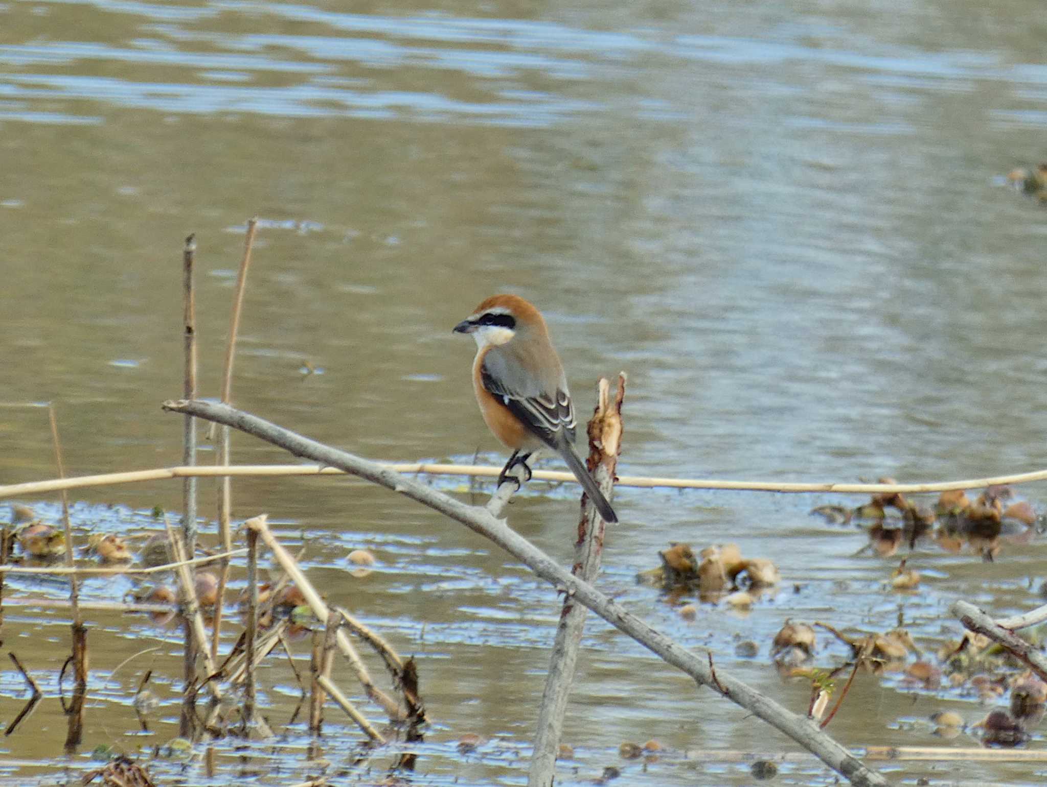 Bull-headed Shrike