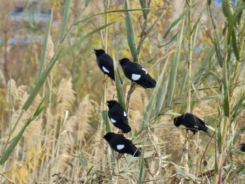 Crested Myna 淀川河川公園 Thu, 1/4/2024