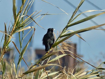 Crested Myna 淀川河川公園 Thu, 1/4/2024