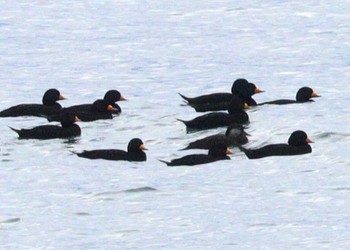 2024年1月3日(水) 飯岡漁港の野鳥観察記録