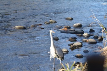 Grey Heron 大口町 Mon, 1/1/2024