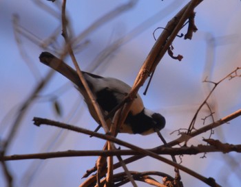 シジュウカラ 各務野自然遺産の森 2024年1月4日(木)