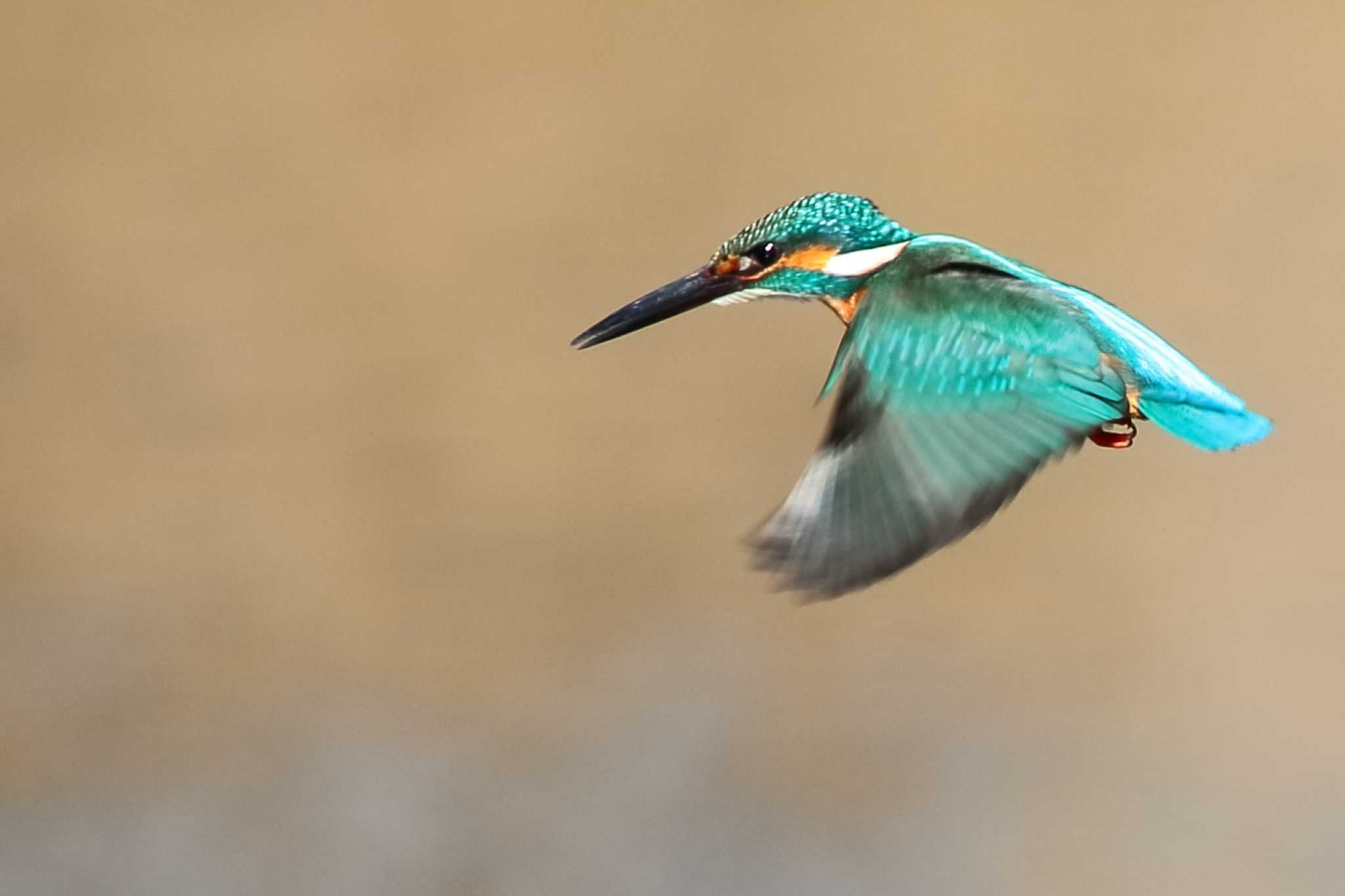 Common Kingfisher