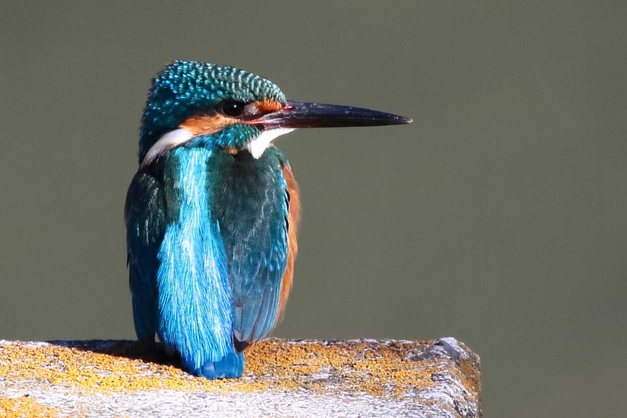 Common Kingfisher