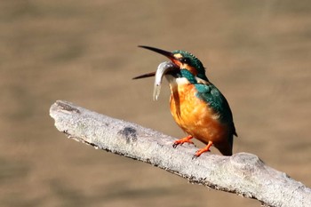 カワセミ 安城秋葉公園 2024年1月4日(木)