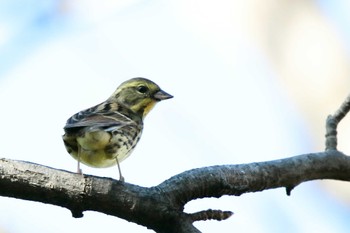 アオジ 安城秋葉公園 2024年1月4日(木)