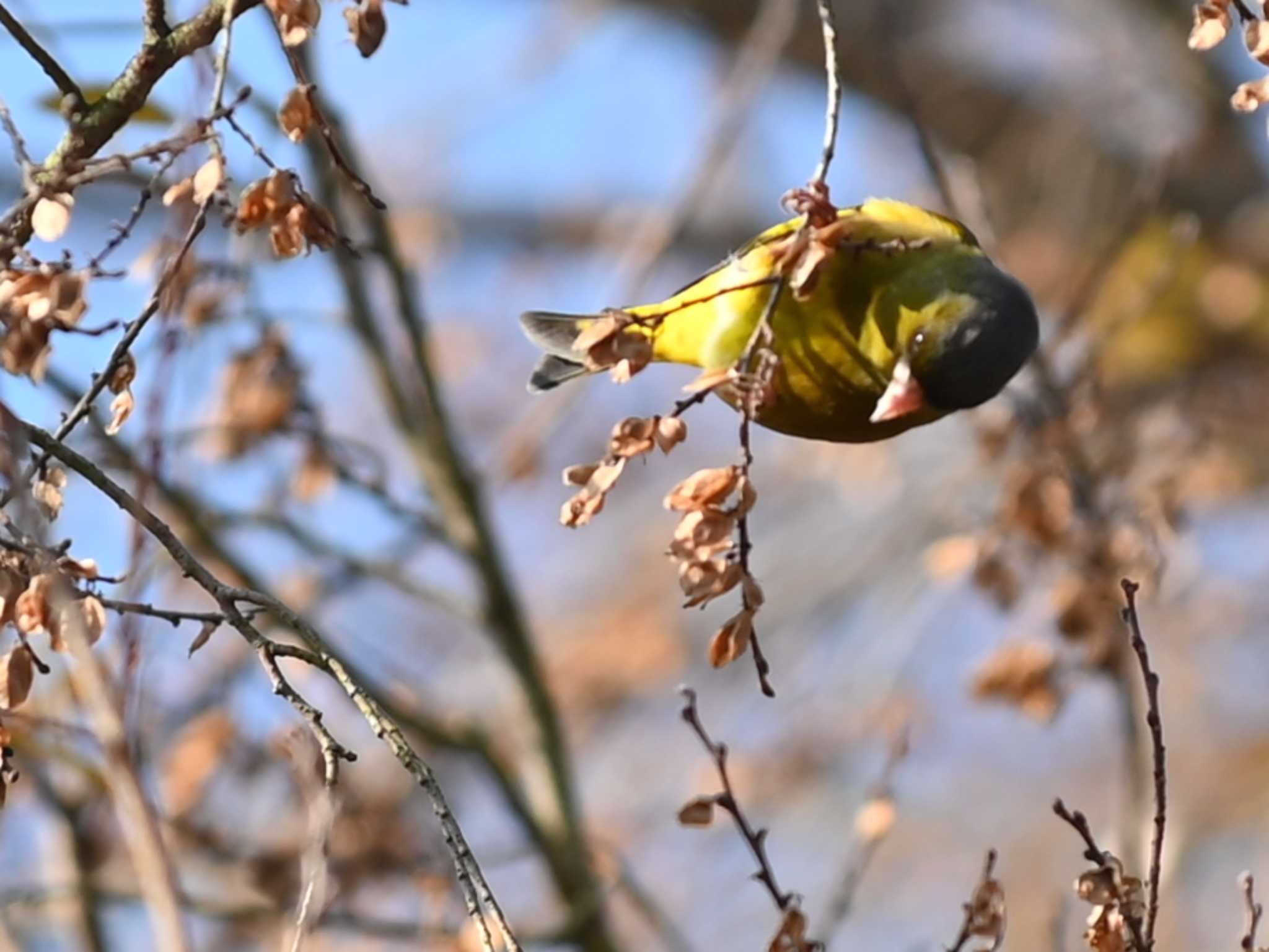 Grey-capped Greenfinch