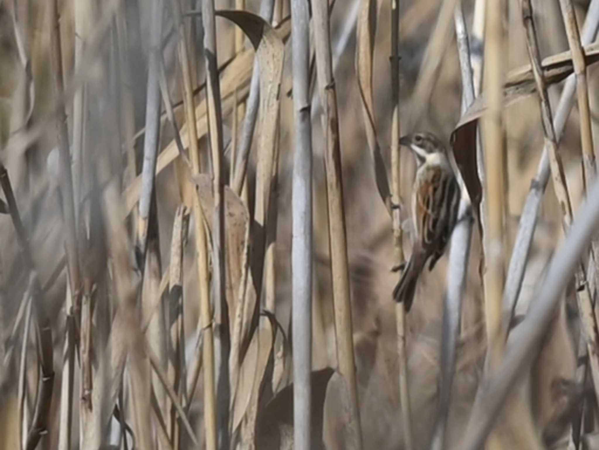 Common Reed Bunting