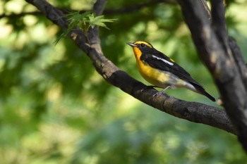 Narcissus Flycatcher Unknown Spots Tue, 10/9/2018