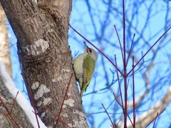 2024年1月4日(木) 倶知安町の野鳥観察記録