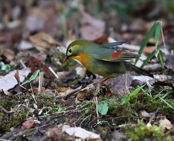 Red-billed Leiothrix Arima Fuji Park Thu, 1/4/2024