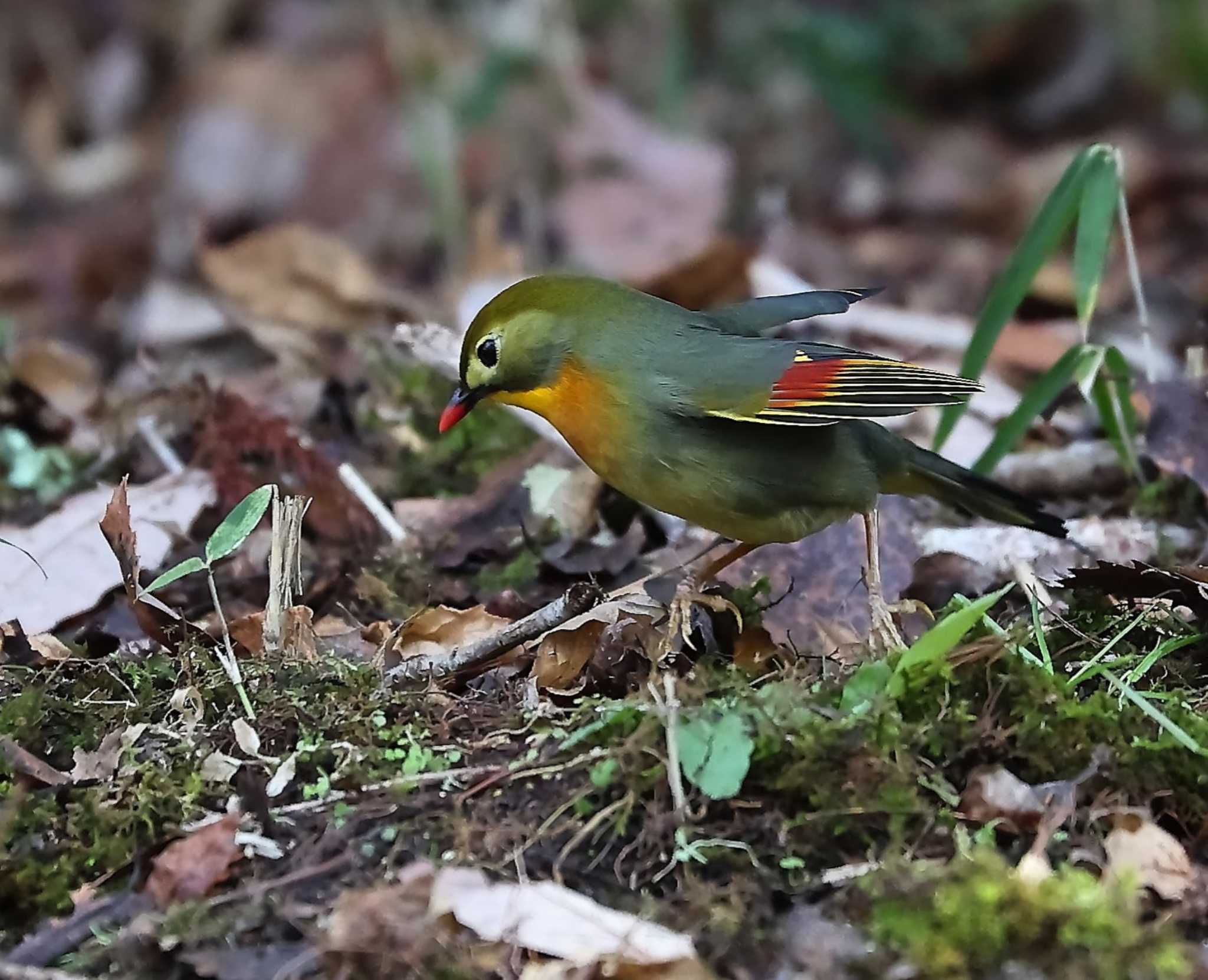 Photo of Red-billed Leiothrix at Arima Fuji Park by アカウント13008