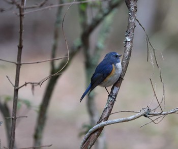 Red-flanked Bluetail Arima Fuji Park Thu, 1/4/2024