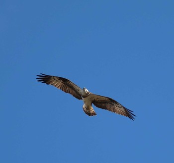 Osprey Arima Fuji Park Thu, 1/4/2024