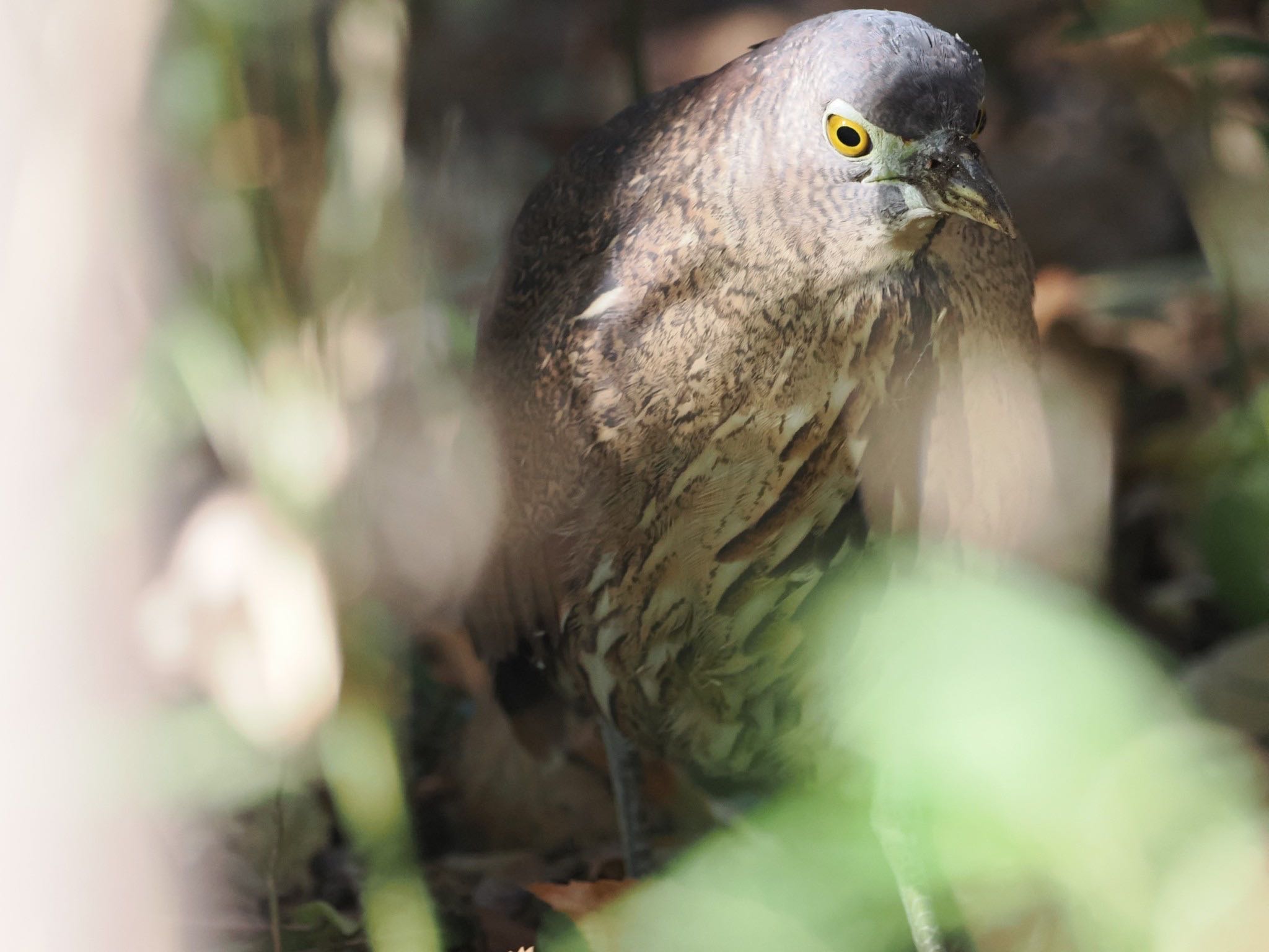 Photo of Japanese Night Heron at Mizumoto Park by ぽぽぽ