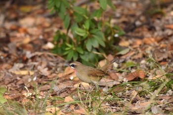 Siberian Rubythroat Unknown Spots Thu, 10/18/2018