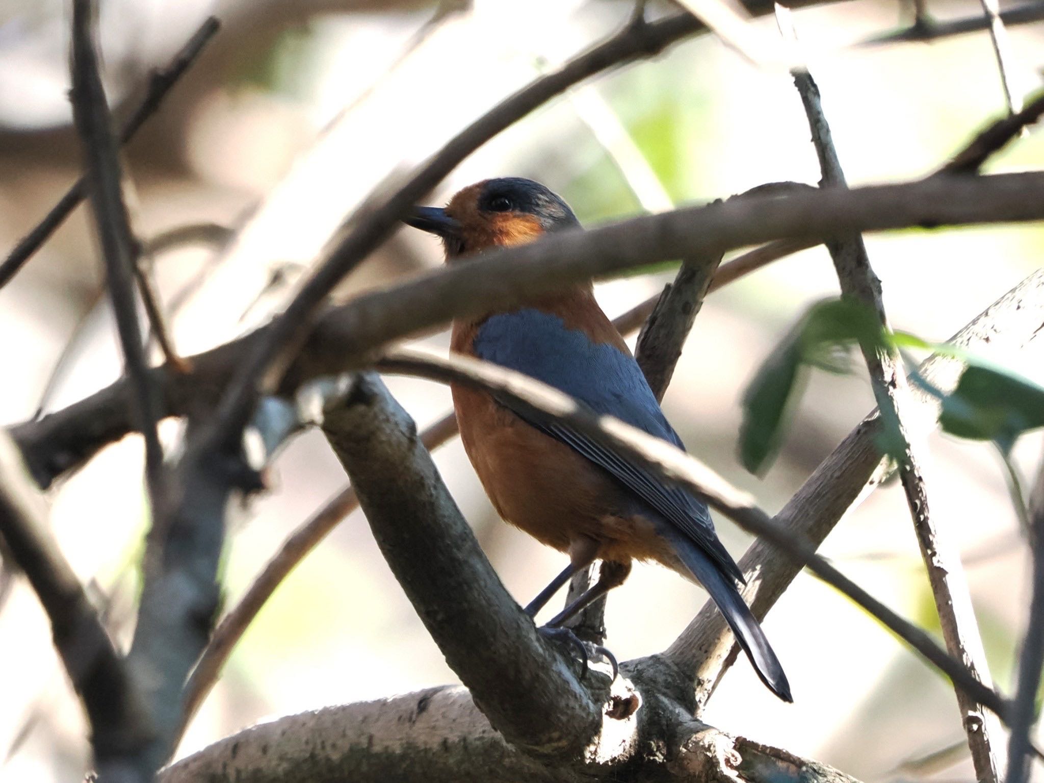 Varied Tit