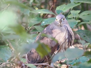 ミゾゴイ 水元公園 2024年1月4日(木)