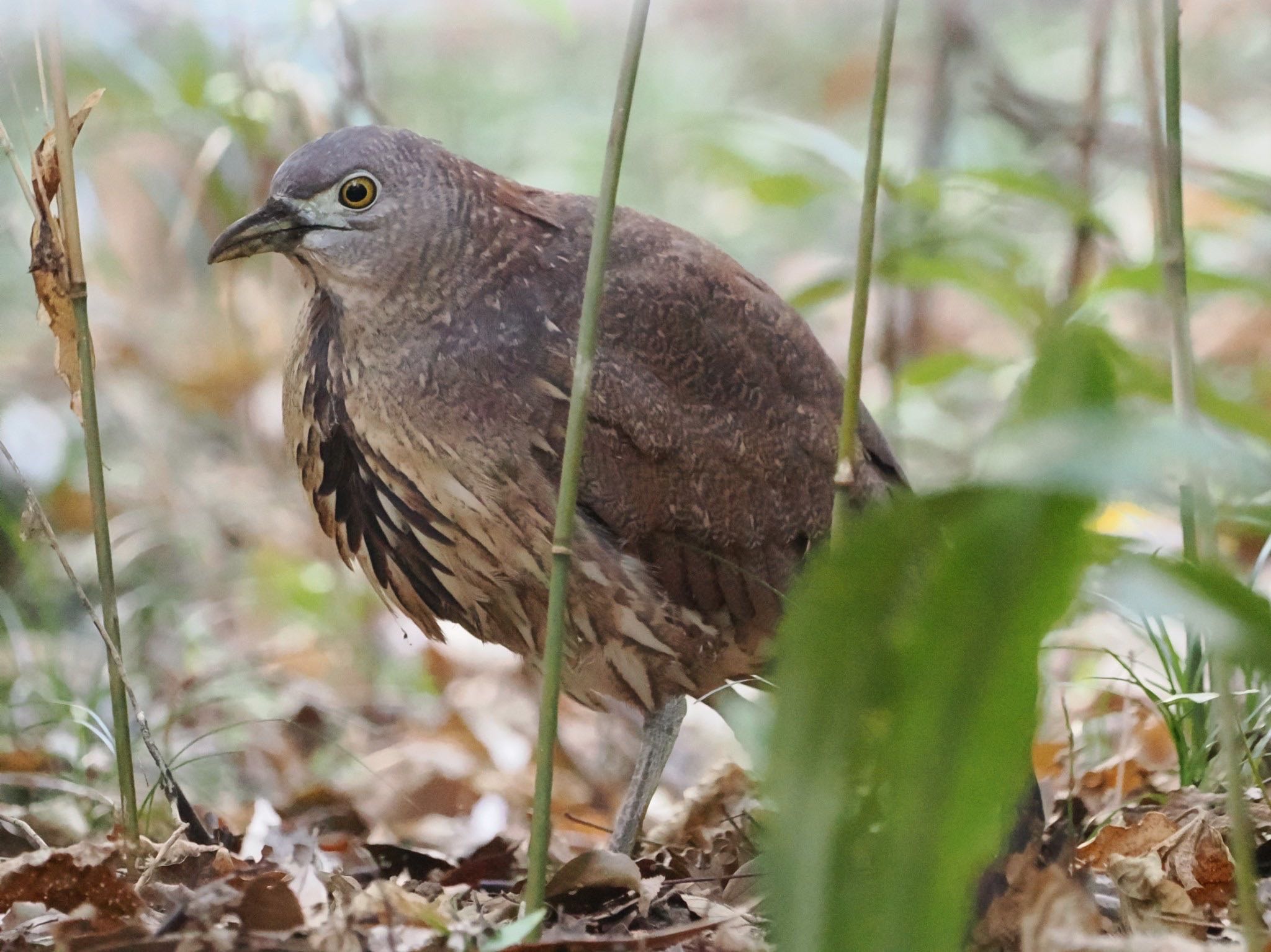 Photo of Japanese Night Heron at Mizumoto Park by ぽぽぽ