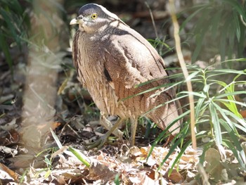 2024年1月4日(木) 水元公園の野鳥観察記録